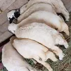 طليان للبيع