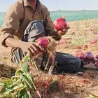 مشرف مزرعه يبحث عمل ومزارع نخيل وخضار