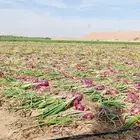 مشرف مزرعه مزارع جميع الخضار والنخيل والالاف