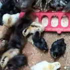 صيصان مشكلة بريالين فقط