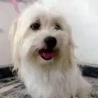 كلب دلوع