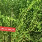 شتل رمان بيده