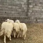 ذبايح مع الذبح والتوصيل