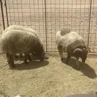 بيع ذبايح
