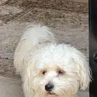 كلب مالتيز ذكر male maltese dog