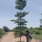 أشجار ترمناليا وشجر زيتون