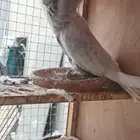 حمام للبيع مع المحكر الخشب