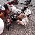 دجاج وديكه بلدي