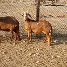 للبيع غنم سواكنيات مواليد حمريه