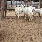 للبيع غنم حريات دفيع
