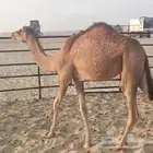 فطيم للبيع