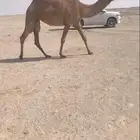 لبيع ضريبه كفو