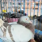 مطلوب حمام فرنسي سلفر