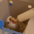 فرخ روز اليف وهدد