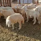 طليان ورخال