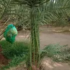 يوجد لدينا جميع انواع النخيل وتركيب الشبوك