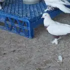 حمام قلاب روسي