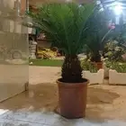 لمست الحدائق