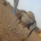 خلفه للبيع