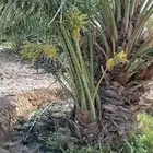 النخل البيع متواجدين في حفر الباطن خلاص وسكري برحي