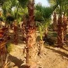 نخل واشنطنيا زينه