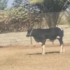 حسلان مقفله