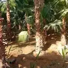 نخل واشنطنؤا زينه