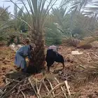 ابوعلي مختص في زرعت انخيل وزيتون تبوك العلا