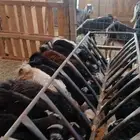 تيوس وجفار مندي