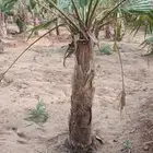 يوجد لدينا نخل واشنطن لزينة