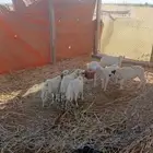 فران تربيه العدد 8