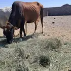 بقر للبيع جرسية و عربية وحسيلة عمرها 10 شهور