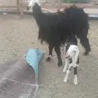 رخل نجديه والد معها طلي