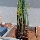 توريد جميع انواع النخيل