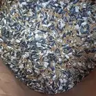 تم وصول اكل كروان وروز فرسلاقا بدون فتيمينان لطيور البينو