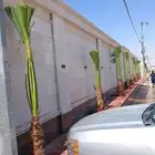 زراعة ثيل طبيعى تمديد شبكات الرى الرياض