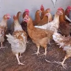 دجاج تركي