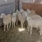 طليان ورخال