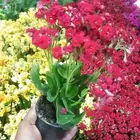 مشتل الحياه الطبعيه نبتات دخلي وخرجي