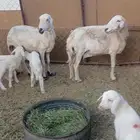 نعاج مواليد