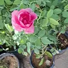شتلات موسم الزراعة في الأحساء خضار.ورود.أشجار .مكافحة تصحر