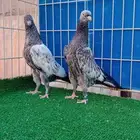 تم البيع