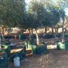 يجد لدينا زتون