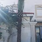 مشتل الشريف