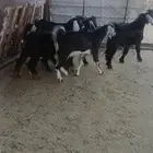 تيوس ثلاجه
