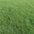 لجميع انواع الثيل الطبيعي درجة أولى
