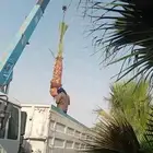 نخل عربي وواشنطنيا