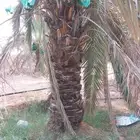 نخل القصيم المثمرة