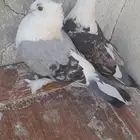 حمام زوج حب رمان على السوم التواصل واتس فقط