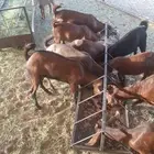 معزاء حص كفوا مراح واحد